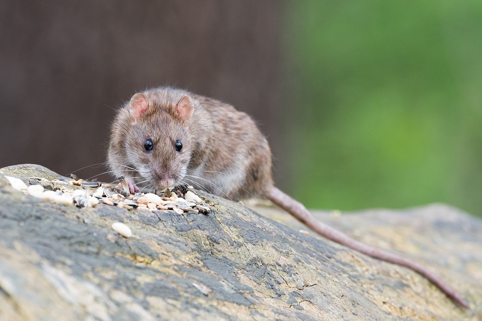 Comprehensive Rat Pest Extermination Services in Sydney