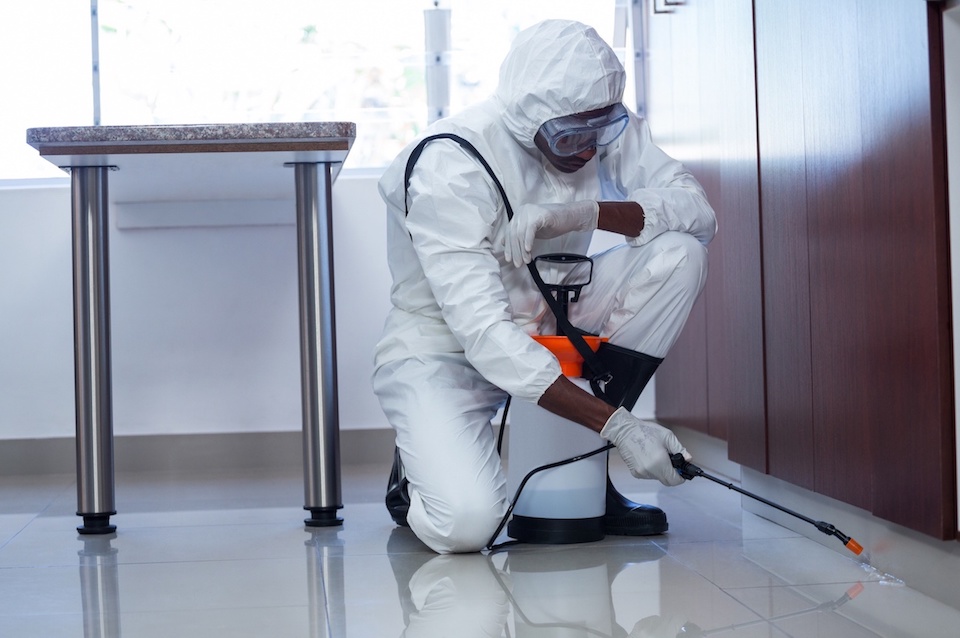 Montreal’s Premier Exterminator Services: Ensuring Safe and Pest-Free Environments